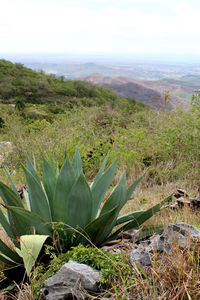 High angle view of plants on field against sky