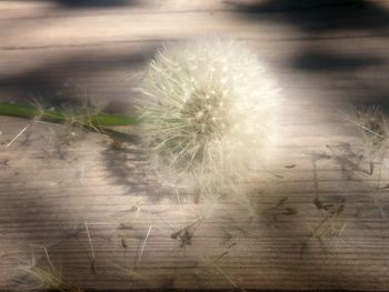 Close-up of dandelion on plant