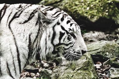 White tiger in forest