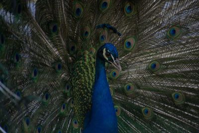 Close-up of peacock