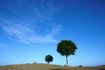 Low angle view of coconut palm trees on field against blue sky