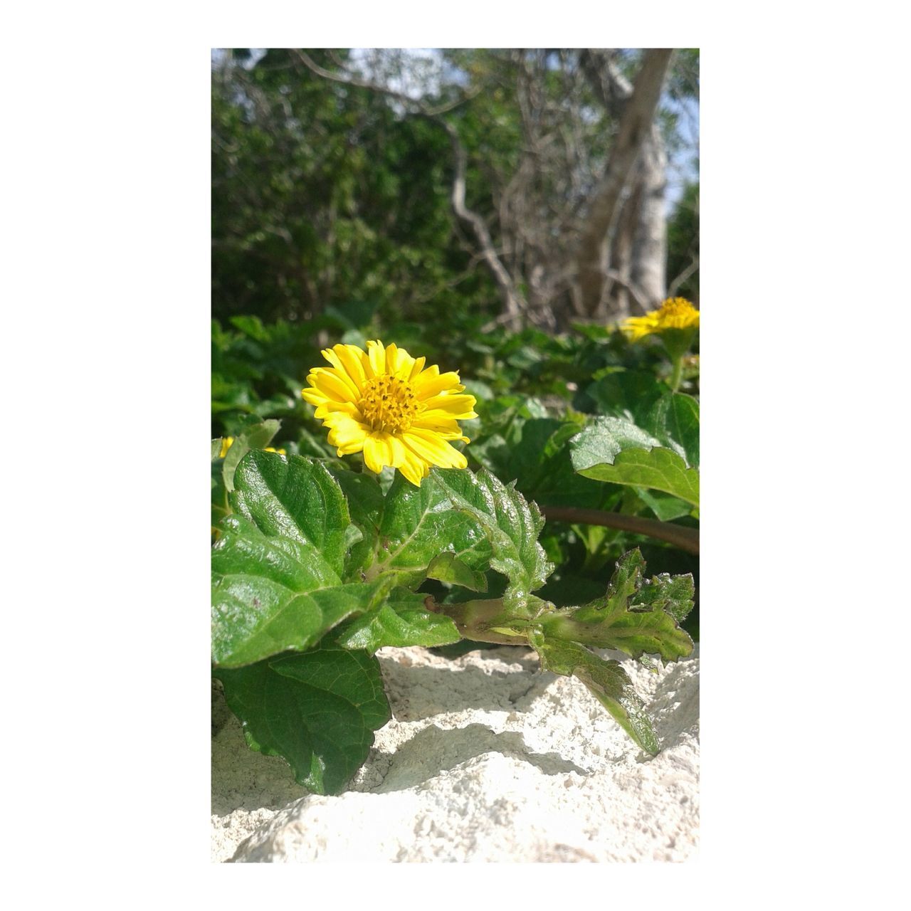 flower, yellow, fragility, growth, freshness, beauty in nature, petal, plant, nature, flower head, blooming, focus on foreground, in bloom, green color, close-up, day, outdoors, tranquility, no people, blossom, selective focus, botany, green, growing, tranquil scene, scenics