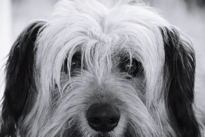 Close-up portrait of a dog