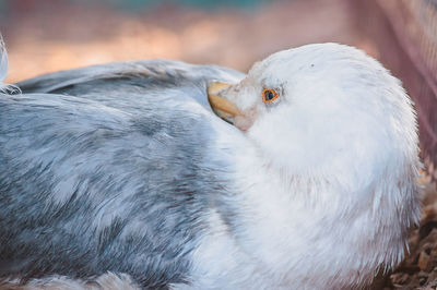 Close-up of white bird