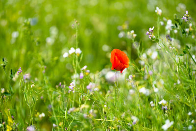 Close-up of red poppy flowers on field