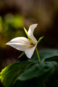 Close-up of white flowering plant
