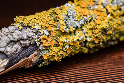 Close-up of lichen on tree trunk