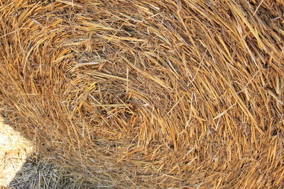 Full frame shot of hay