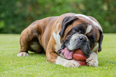 Close-up of dog lying on grass