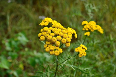 Close-up of yellow flowering plant