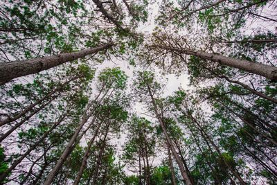 Low angle view of bamboo trees