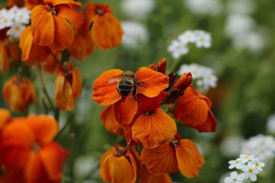 Close-up of bee on orange flowers