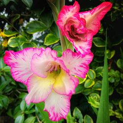 Close-up of pink flowers blooming outdoors