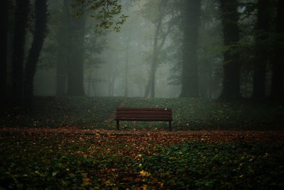 Empty bench against trees at park during autumn