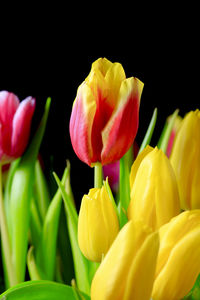 Close-up of yellow tulips against black background