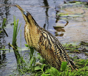 Close up of a bird