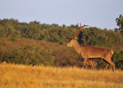 View of deer on field