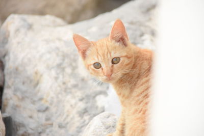 Close-up portrait of tabby cat