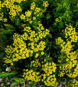 High angle view of yellow flowering plants on field