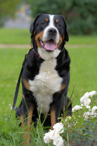 Dog looking away on field