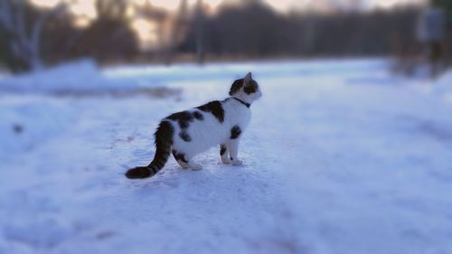 Dog in snow