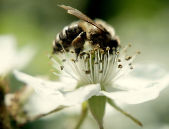 Close-up of bee pollinating on flower