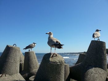 Seagulls perching on groyne by sea against clear sky