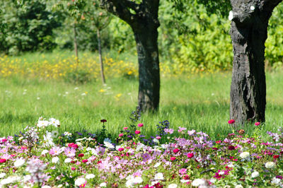 View of flowering plants in park