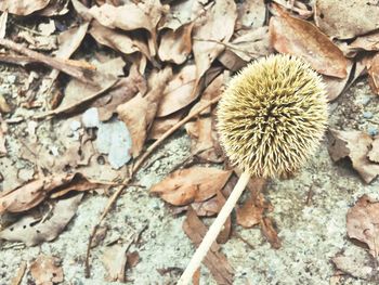 Close-up of dry plant