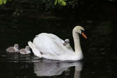 Swans swimming in lake