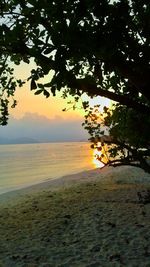 View of tree at sea during sunset