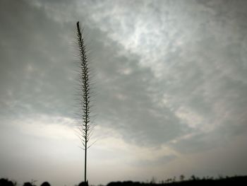 Low angle view of silhouette tree against sky