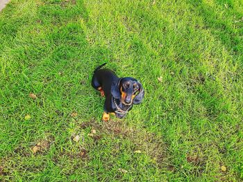 High angle view of dog on field