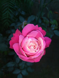 Close-up of pink rose