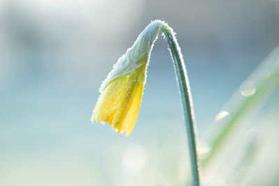 Close-up of yellow flowering plant