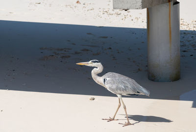 Bird perching on a beach