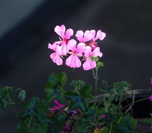 Close-up of pink flowering plant