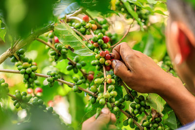 Cropped hand of woman holding grapes