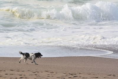 Dog running on beach