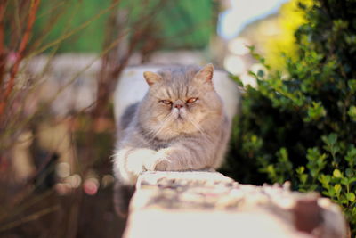 Close-up portrait of a cat