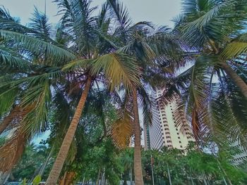 Low angle view of palm trees against sky