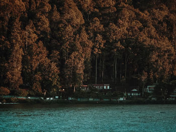 Scenic view of river by trees