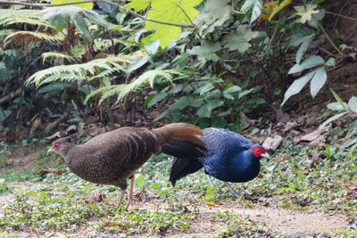 Close-up of duck on field