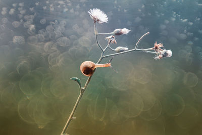 Close-up of flowering plant floating on water