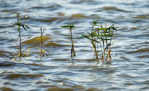 Close-up of plants in lake