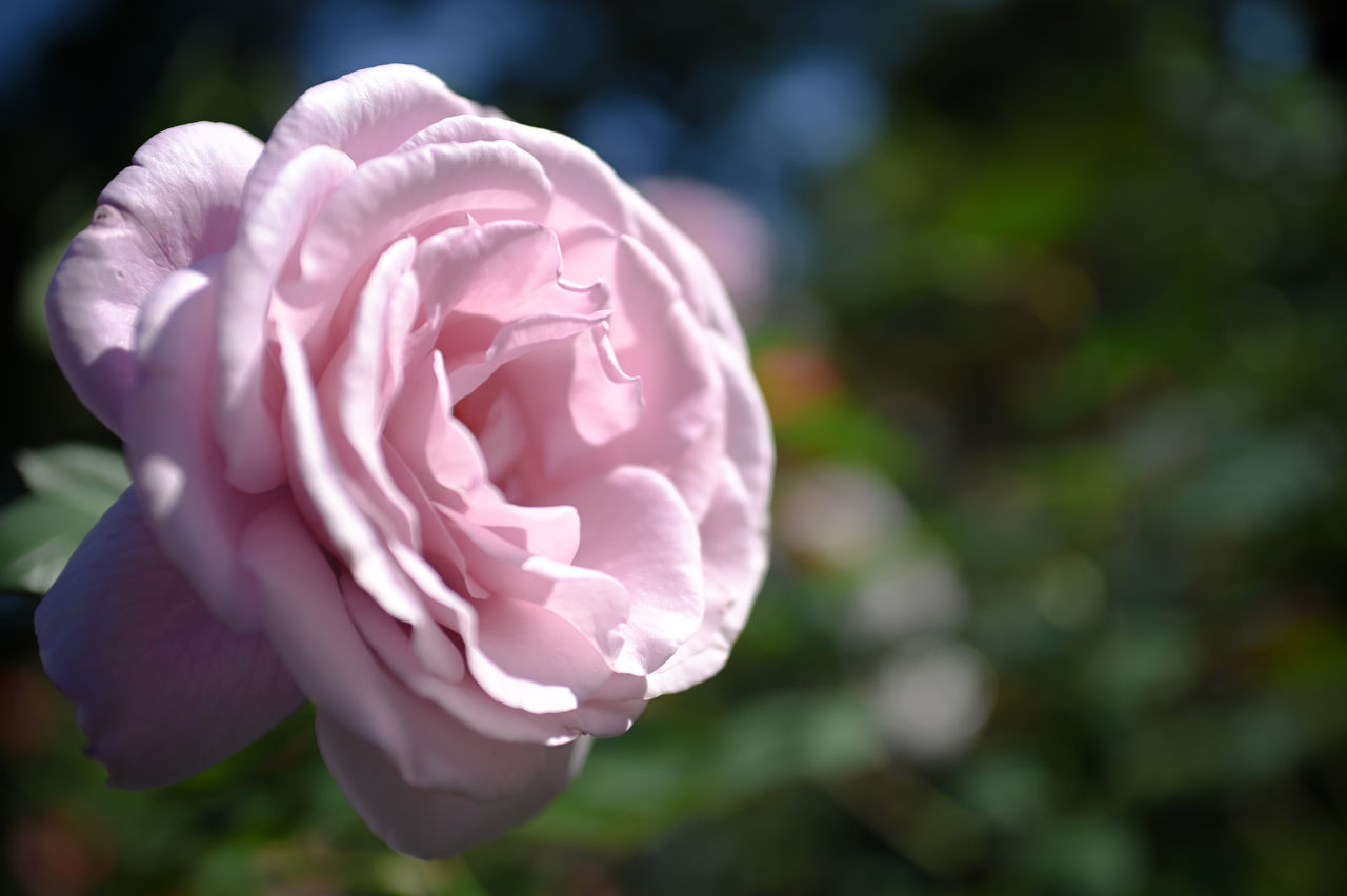 CLOSE-UP OF PINK ROSE FLOWER OUTDOORS