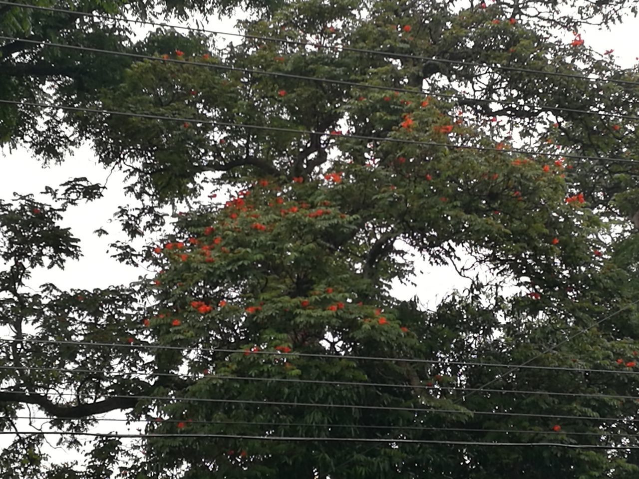 tree, growth, low angle view, nature, beauty in nature, outdoors, no people, day, branch, flower, freshness, sky