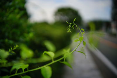 Close-up of plant growing on field