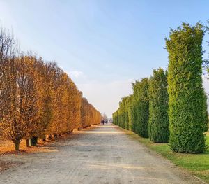 Road amidst trees against sky during autumn