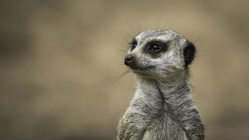 Close-up of meerkat looking away